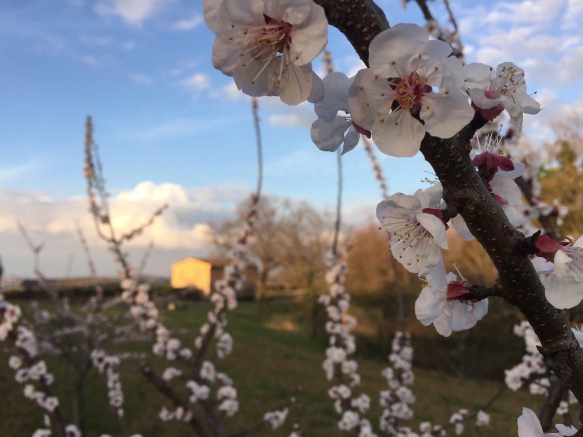 Agriturismo Pieve De Pitti Terricciola Ngoại thất bức ảnh
